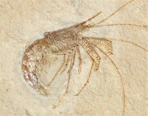 World Class Fossil Shrimp (Aeger tipularius) .